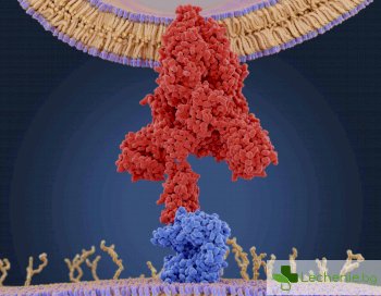 Нова форма на рецептора ACE2 е недостъпна за COVID-19
