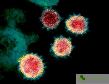 Лъжа ли е, че антитяло ни пази на 100% от COVID-19