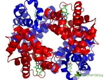 Как да повишим нивото на хемоглобина си