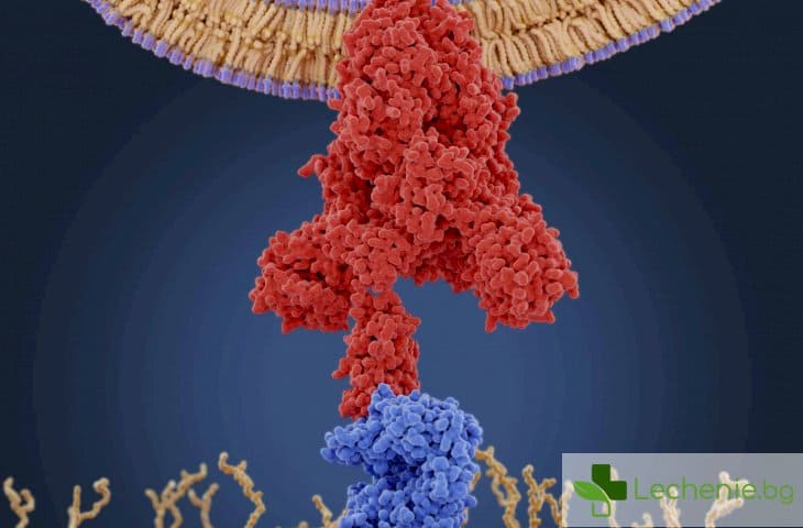 Нова форма на рецептора ACE2 е недостъпна за COVID-19