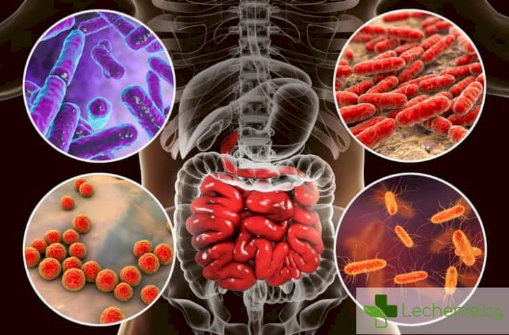 Накараха чревни бактерии да престанат да се конкурират