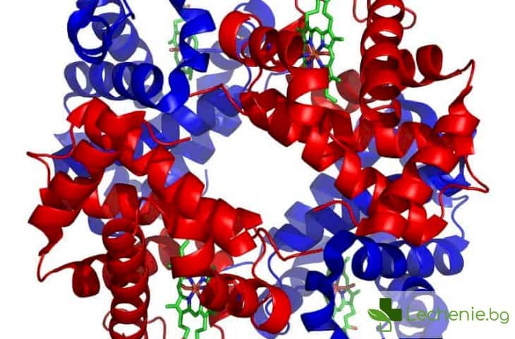 Как да повишим нивото на хемоглобина си