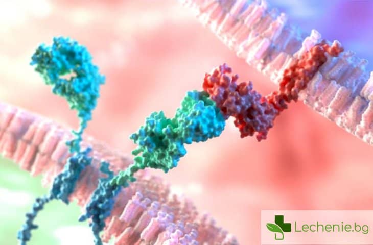 С презареждане на имунната система лекуват пълноценна ревматоиден артрит