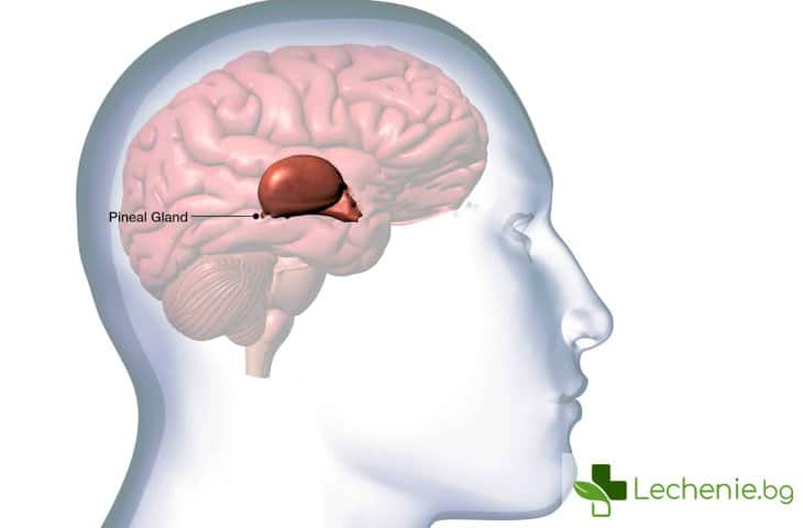 Епифизна жлеза - всичко важно, което трябва да знаем