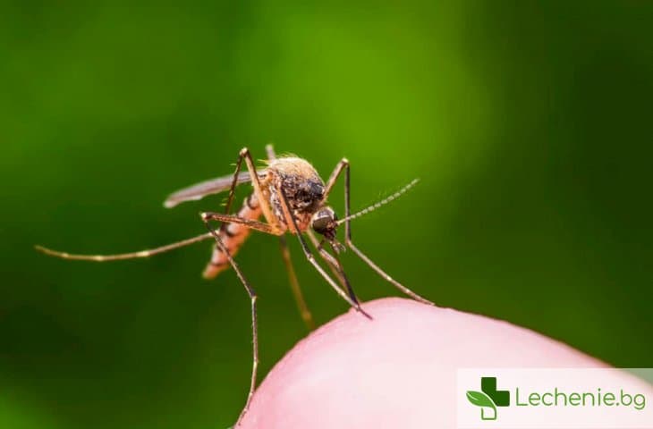 Вече е известно как комарите избират своите жертви