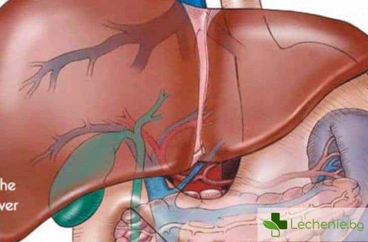 Здрав ли е черният ви дроб - симптоми и диагностика на чернодробни заболявания