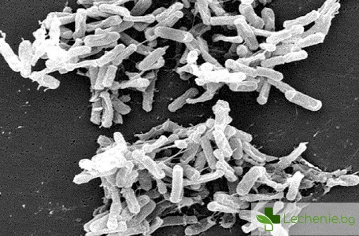 Защо са опасни инфекциите, предизвикани от бактерията Clostridium difficile