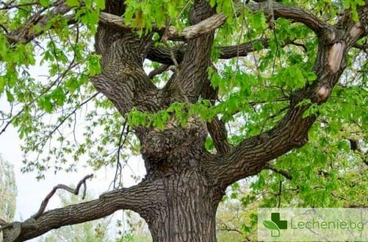 Катеренето по дърветата е полезно за паметта