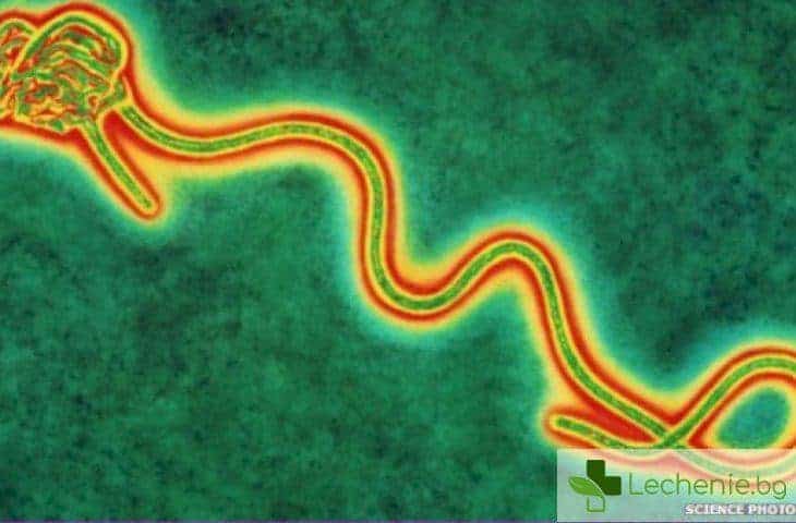 Разкрита е тайната на възникването на вируса Ебола