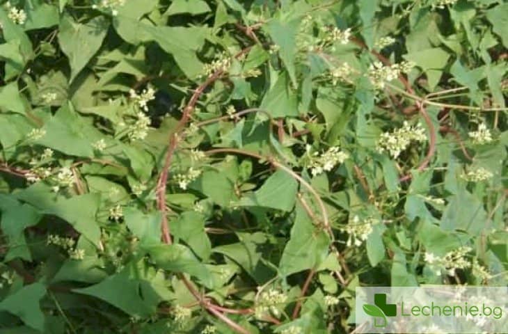 Фалопия - билката на дълголетието и най-силният стимулатор на растежа на косата