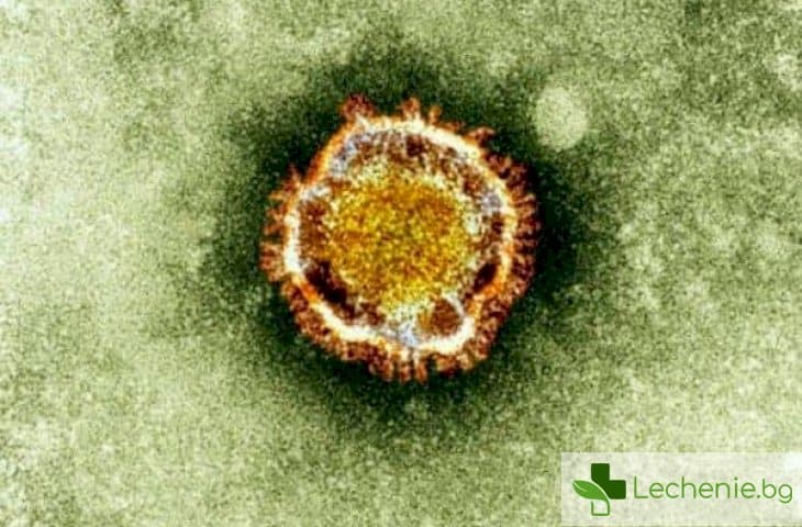 Камилски грип или MERS - смъртоносната вирусна инфекция