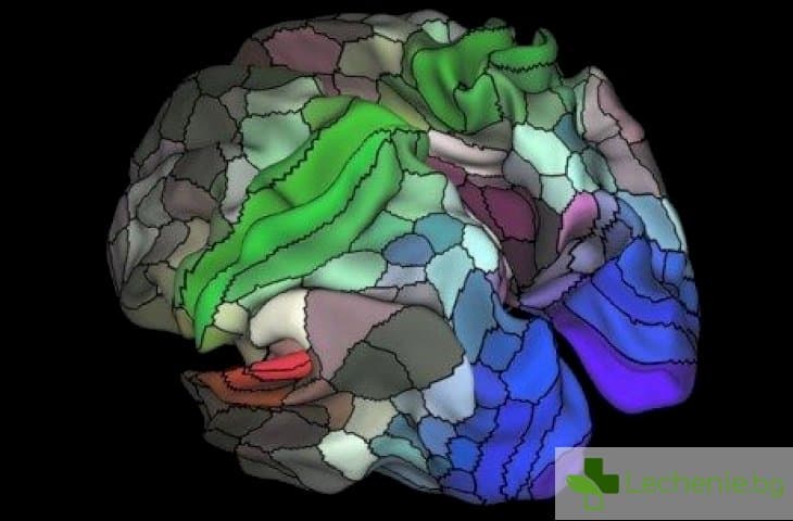 Детайлна карта разкрива почти 100 неизвестни зони в мозъка