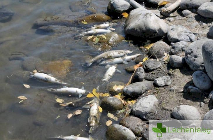 Мъртва риба в Марица, опасност от отравяне на питейната вода