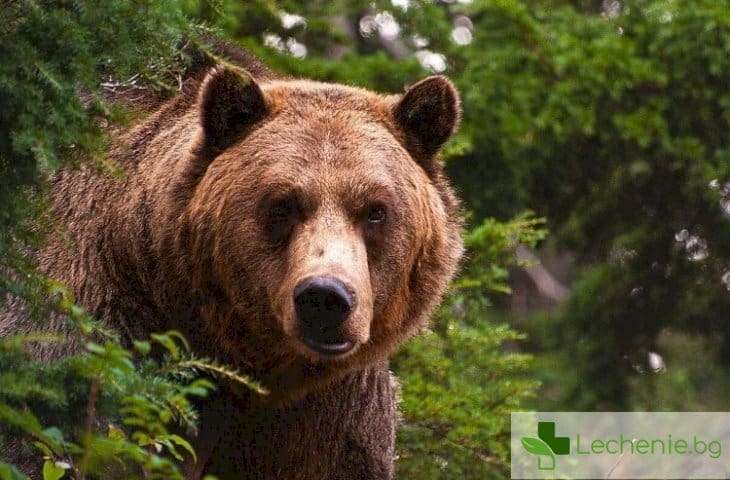 Мечата жлъчка може да е спасение от рак, диабет и хепатит